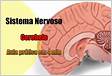 O cerebelo e suas principais conexões estudo com tensor d
